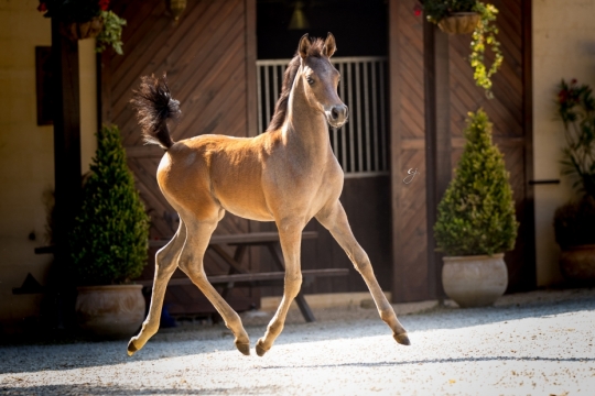 https://www.redwoodlodgearabians.com/core/image.php?src=app/media/uploads/website/30/photos/website_horses/2219/GJ_5994.jpg&width=540&height=360