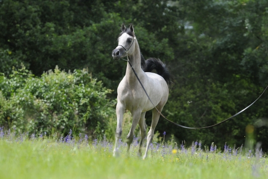 https://www.redwoodlodgearabians.com/core/image.php?src=app/media/uploads/website/30/photos/website_horses/2219/Salvador_EYE5835web.jpg&width=540&height=360