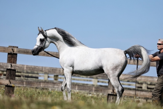 https://www.redwoodlodgearabians.com/core/image.php?src=app/media/uploads/website/30/photos/website_horses/2219/d2f8711d_f0c1_4f72_a647_96e1be6e00c1.jpg&width=540&height=360