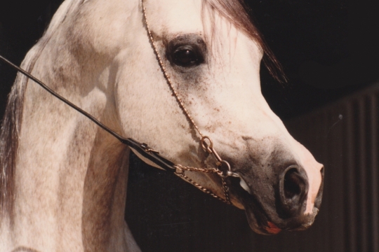 https://www.redwoodlodgearabians.com/core/image.php?src=app/media/uploads/website/30/photos/website_horses/2327/Sterling.jpg&width=540&height=360