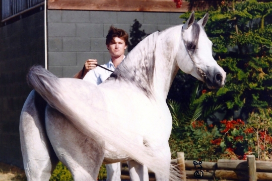 https://www.redwoodlodgearabians.com/core/image.php?src=app/media/uploads/website/30/photos/website_horses/2327/SterlingShaklanweb.jpg&width=540&height=360