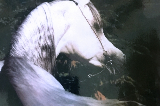 https://www.redwoodlodgearabians.com/core/image.php?src=app/media/uploads/website/30/photos/website_horses/2327/Sterling_Shaklan.jpg&width=540&height=360