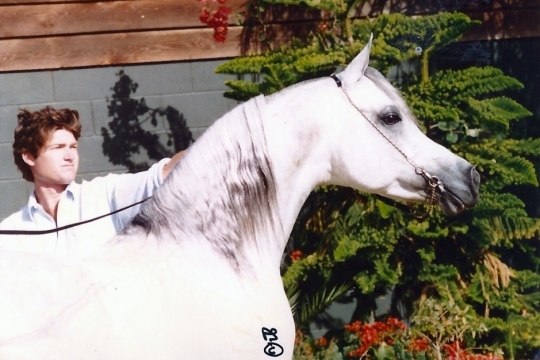 https://www.redwoodlodgearabians.com/core/image.php?src=app/media/uploads/website/30/photos/website_horses/2327/Sterlingweb.jpg&width=540&height=360