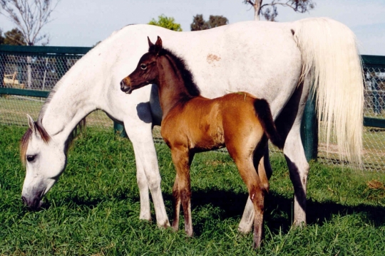 https://www.redwoodlodgearabians.com/core/image.php?src=app/media/uploads/website/30/photos/website_horses/2329/amira1_Abadaar.jpg&width=540&height=360