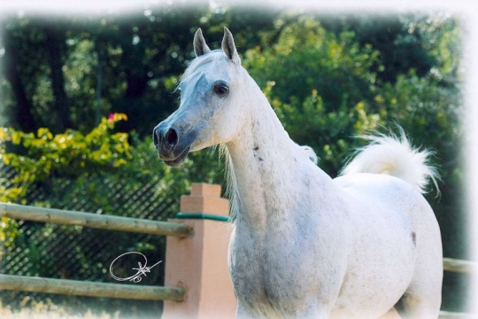 https://www.redwoodlodgearabians.com/core/image.php?src=app/media/uploads/website/30/photos/website_horses/2329/amira_02.jpg&width=540&height=360