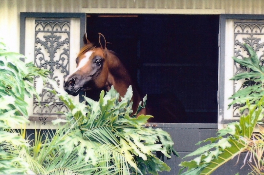 https://www.redwoodlodgearabians.com/core/image.php?src=app/media/uploads/website/30/photos/website_horses/2330/GGMagnetismweb.jpg&width=540&height=360