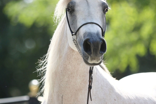 https://www.redwoodlodgearabians.com/core/image.php?src=app/media/uploads/website/30/photos/website_horses/2560/Mahaliaa.jpg&width=540&height=360