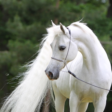 https://www.redwoodlodgearabians.com/core/image.php?src=app/media/uploads/website/30/photos/website_horses/2191/AX2E0707.JPG&width=362&height=362