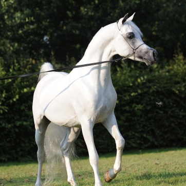 https://www.redwoodlodgearabians.com/core/image.php?src=app/media/uploads/website/30/photos/website_horses/2192/Redwood_Lodge_Artique_high_res_.jpg&width=362&height=362
