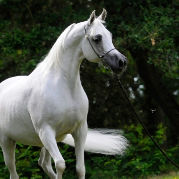 https://www.redwoodlodgearabians.com/core/image.php?src=app/media/uploads/website/30/photos/website_horses/2193/Saffron_EYE5122web.jpg&width=362&height=362