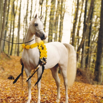 https://www.redwoodlodgearabians.com/core/image.php?src=app/media/uploads/website/30/photos/website_horses/2196/ROMANTIK300dpi.jpg&width=362&height=362