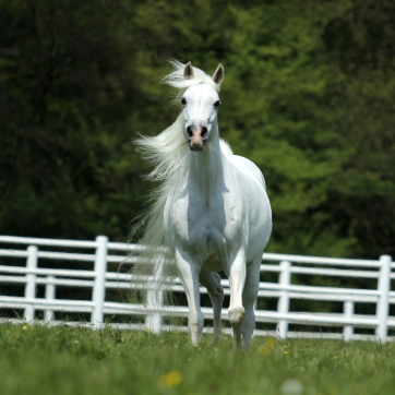 https://www.redwoodlodgearabians.com/core/image.php?src=app/media/uploads/website/30/photos/website_horses/2197/Redwood_Lodge_Samarah.jpg&width=362&height=362