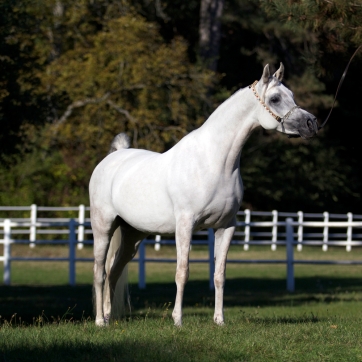 https://www.redwoodlodgearabians.com/core/image.php?src=app/media/uploads/website/30/photos/website_horses/2198/IMG_2215.JPG&width=362&height=362