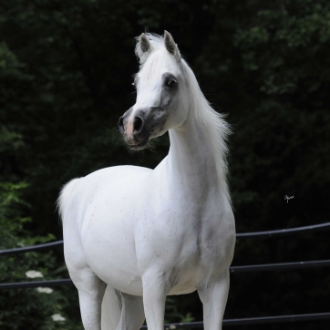 https://www.redwoodlodgearabians.com/core/image.php?src=app/media/uploads/website/30/photos/website_horses/2200/Samsara_EYE4649web.jpg&width=362&height=362