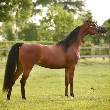 https://www.redwoodlodgearabians.com/core/image.php?src=app/media/uploads/website/30/photos/website_horses/2201/6034_SCHOUKENS_0516_810.jpg&width=362&height=362