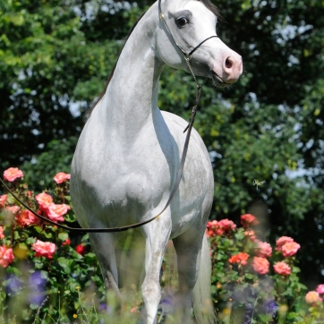 https://www.redwoodlodgearabians.com/core/image.php?src=app/media/uploads/website/30/photos/website_horses/2202/Espaana_EYE5446web.jpg&width=362&height=362