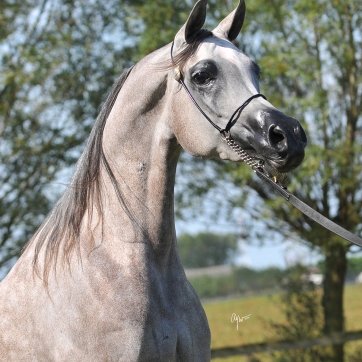 https://www.redwoodlodgearabians.com/core/image.php?src=app/media/uploads/website/30/photos/website_horses/2203/Gina_web3.jpg&width=362&height=362