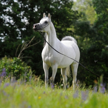 https://www.redwoodlodgearabians.com/core/image.php?src=app/media/uploads/website/30/photos/website_horses/2204/Romantikaa_EYE4941web.jpg&width=362&height=362