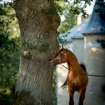 https://www.redwoodlodgearabians.com/core/image.php?src=app/media/uploads/website/30/photos/website_horses/2205/Ecuador_Web.jpg&width=362&height=362