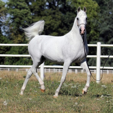 https://www.redwoodlodgearabians.com/core/image.php?src=app/media/uploads/website/30/photos/website_horses/2206/Yazmeena_Estopa3.jpg&width=362&height=362
