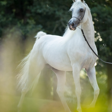 https://www.redwoodlodgearabians.com/core/image.php?src=app/media/uploads/website/30/photos/website_horses/2207/GJ_5620.jpg&width=362&height=362