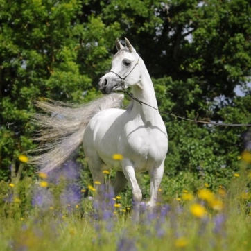 https://www.redwoodlodgearabians.com/core/image.php?src=app/media/uploads/website/30/photos/website_horses/2208/IMG_3211.JPG&width=362&height=362