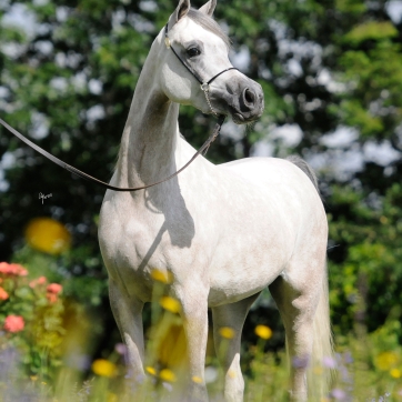 https://www.redwoodlodgearabians.com/core/image.php?src=app/media/uploads/website/30/photos/website_horses/2209/serafina_EYE4118web.jpg&width=362&height=362