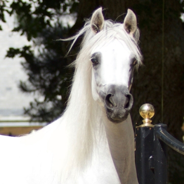 https://www.redwoodlodgearabians.com/core/image.php?src=app/media/uploads/website/30/photos/website_horses/2211/Margaritaa_web.jpg&width=362&height=362