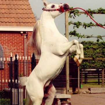 https://www.redwoodlodgearabians.com/core/image.php?src=app/media/uploads/website/30/photos/website_horses/2212/Espano_Estopa1.jpg&width=362&height=362