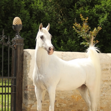 https://www.redwoodlodgearabians.com/core/image.php?src=app/media/uploads/website/30/photos/website_horses/2213/Malikah_Estopa.jpg&width=362&height=362