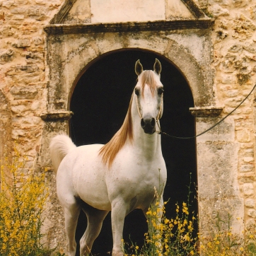 https://www.redwoodlodgearabians.com/core/image.php?src=app/media/uploads/website/30/photos/website_horses/2214/Om_el_Abadan_web.jpg&width=362&height=362