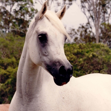 https://www.redwoodlodgearabians.com/core/image.php?src=app/media/uploads/website/30/photos/website_horses/2215/Cambriaa_El_Shaklan_x_Zafiraa_web.jpg&width=362&height=362
