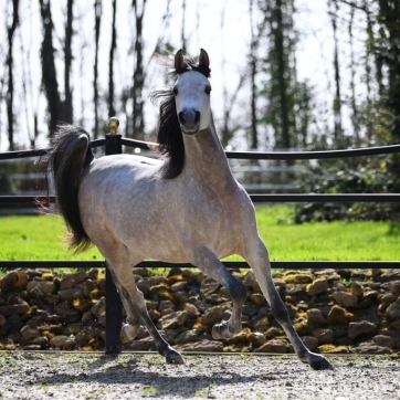 https://www.redwoodlodgearabians.com/core/image.php?src=app/media/uploads/website/30/photos/website_horses/2219/03818271_77e8_4c5a_981c_07f8f1015db0.JPG&width=362&height=362