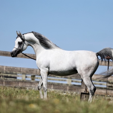 https://www.redwoodlodgearabians.com/core/image.php?src=app/media/uploads/website/30/photos/website_horses/2219/d2f8711d_f0c1_4f72_a647_96e1be6e00c1.jpg&width=362&height=362