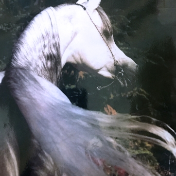 https://www.redwoodlodgearabians.com/core/image.php?src=app/media/uploads/website/30/photos/website_horses/2327/Sterling_Shaklan.jpg&width=362&height=362