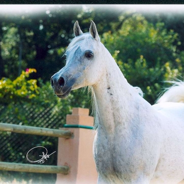 https://www.redwoodlodgearabians.com/core/image.php?src=app/media/uploads/website/30/photos/website_horses/2329/amira_02.jpg&width=362&height=362