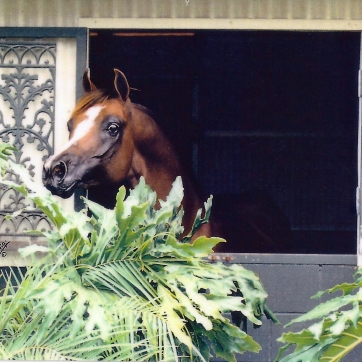 https://www.redwoodlodgearabians.com/core/image.php?src=app/media/uploads/website/30/photos/website_horses/2330/GGMagnetismweb.jpg&width=362&height=362