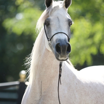 https://www.redwoodlodgearabians.com/core/image.php?src=app/media/uploads/website/30/photos/website_horses/2560/Mahaliaa.jpg&width=362&height=362