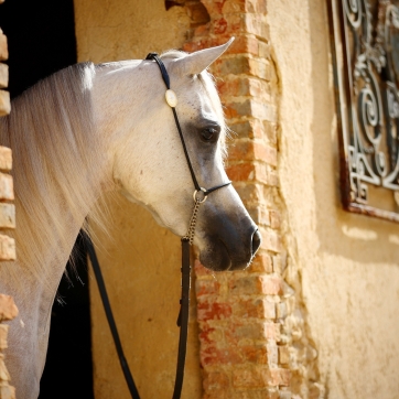 https://www.redwoodlodgearabians.com/core/image.php?src=app/media/uploads/website/30/photos/website_posts/1622/image0005.jpeg&width=362&height=362