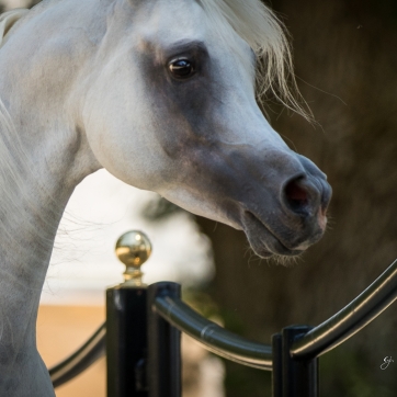 https://www.redwoodlodgearabians.com/core/image.php?src=app/media/uploads/website/30/photos/website_posts/1632/GJ_6850.jpg&width=362&height=362