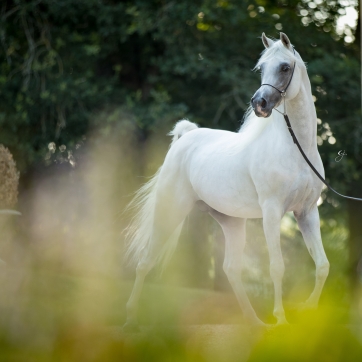 https://www.redwoodlodgearabians.com/core/image.php?src=app/media/uploads/website/30/photos/website_posts/1632/Sharaam_GJ_5620.jpg&width=362&height=362