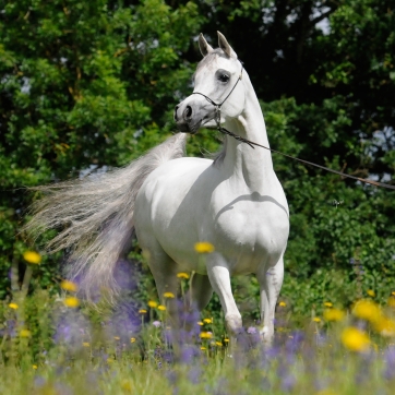 https://www.redwoodlodgearabians.com/core/image.php?src=app/media/uploads/website/30/photos/website_posts/1835/Sephoriaa_EYE4209web.jpg&width=362&height=362