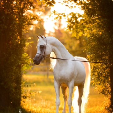 https://www.redwoodlodgearabians.com/core/image.php?src=app/media/uploads/website/30/photos/website_posts/1986/RL_Artique_1.jpg&width=362&height=362
