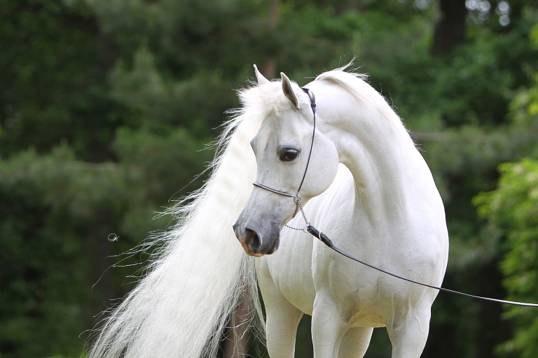 https://www.redwoodlodgearabians.com/core/image.php?src=app/media/uploads/website/30/photos/website_horses/2191/AX2E0707.JPG&width=768&height=512