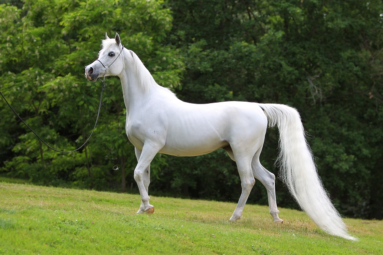 https://www.redwoodlodgearabians.com/core/image.php?src=app/media/uploads/website/30/photos/website_horses/2191/Redwood_Lodge_Antiguaa.JPG&width=768&height=512