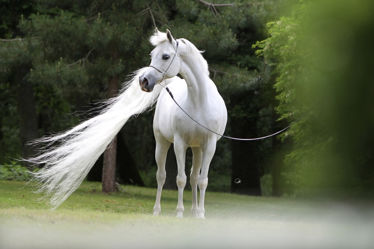 https://www.redwoodlodgearabians.com/core/image.php?src=app/media/uploads/website/30/photos/website_horses/2191/Schermata_2019_04_10_alle_15.30.00.jpg&width=768&height=512