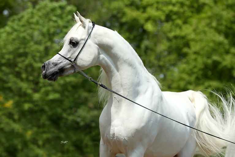 https://www.redwoodlodgearabians.com/core/image.php?src=app/media/uploads/website/30/photos/website_horses/2192/RL_Artique_14.jpg&width=768&height=512