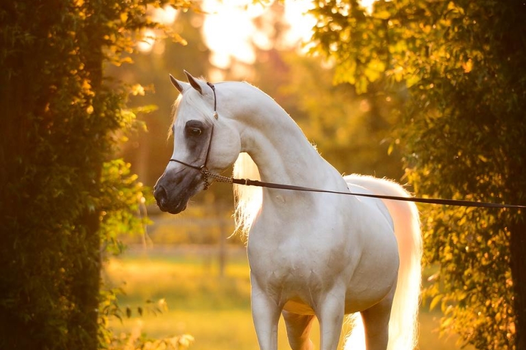 https://www.redwoodlodgearabians.com/core/image.php?src=app/media/uploads/website/30/photos/website_horses/2192/RL_Artique_1_lr.jpg&width=768&height=512