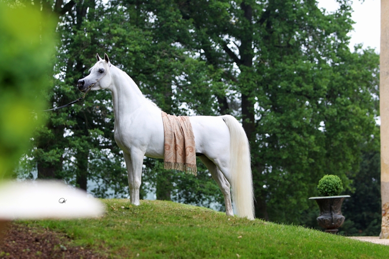 https://www.redwoodlodgearabians.com/core/image.php?src=app/media/uploads/website/30/photos/website_horses/2192/RL_Artique_6.jpg&width=768&height=512