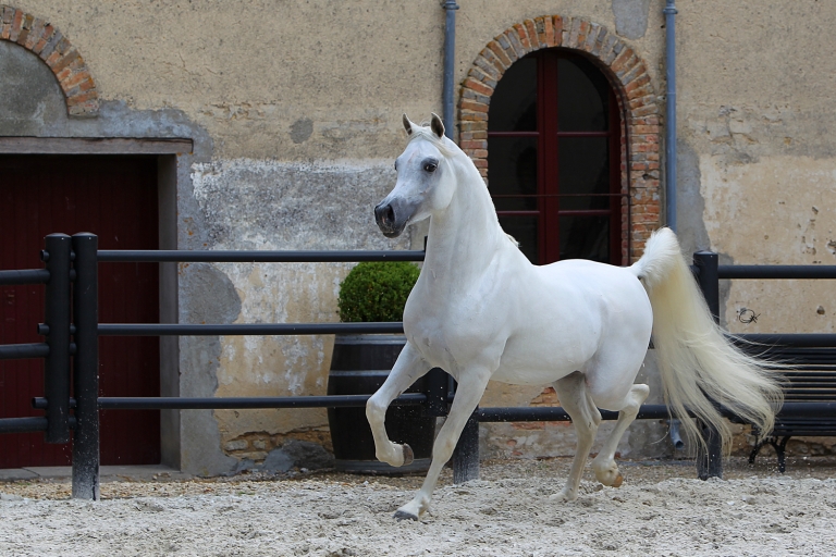 https://www.redwoodlodgearabians.com/core/image.php?src=app/media/uploads/website/30/photos/website_horses/2192/RL_Artique_7.jpg&width=768&height=512